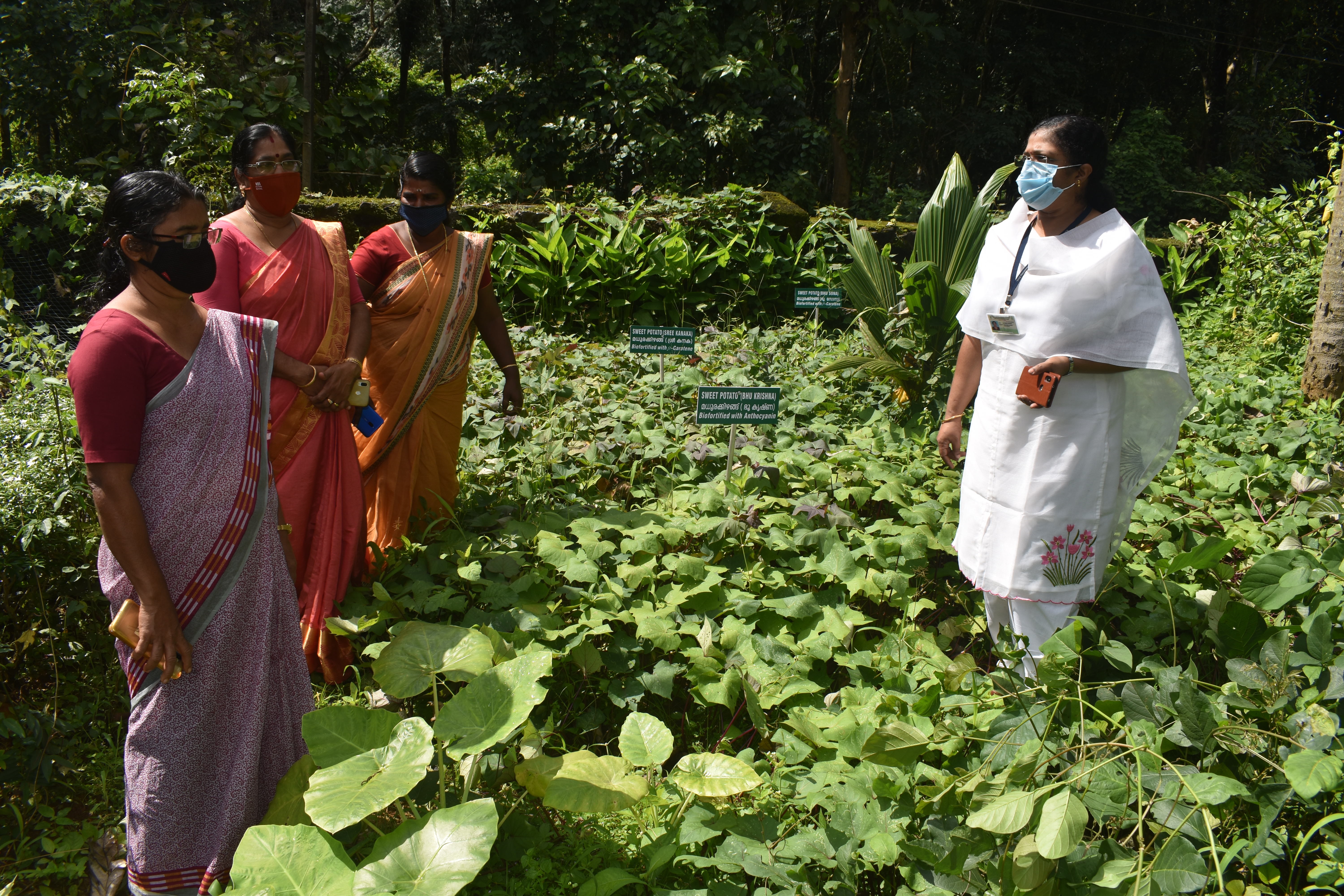 Demonstration of Bio-Fortified sweet Potato varieties Bhu Sona, Bhu Krishna and Sree Kanaka varietie